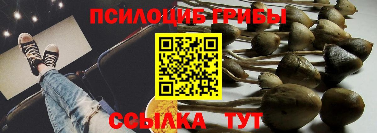 Галлюциногенные грибы Psilocybine cubensis Котовск